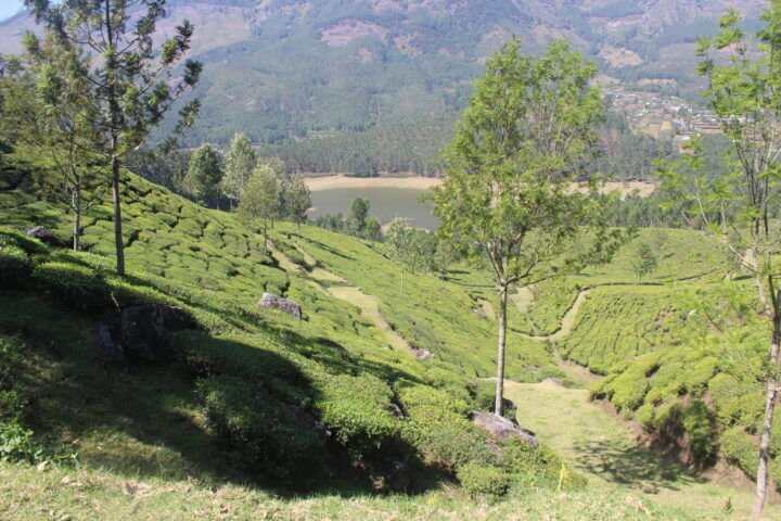 Munnar tea plantations Kerala