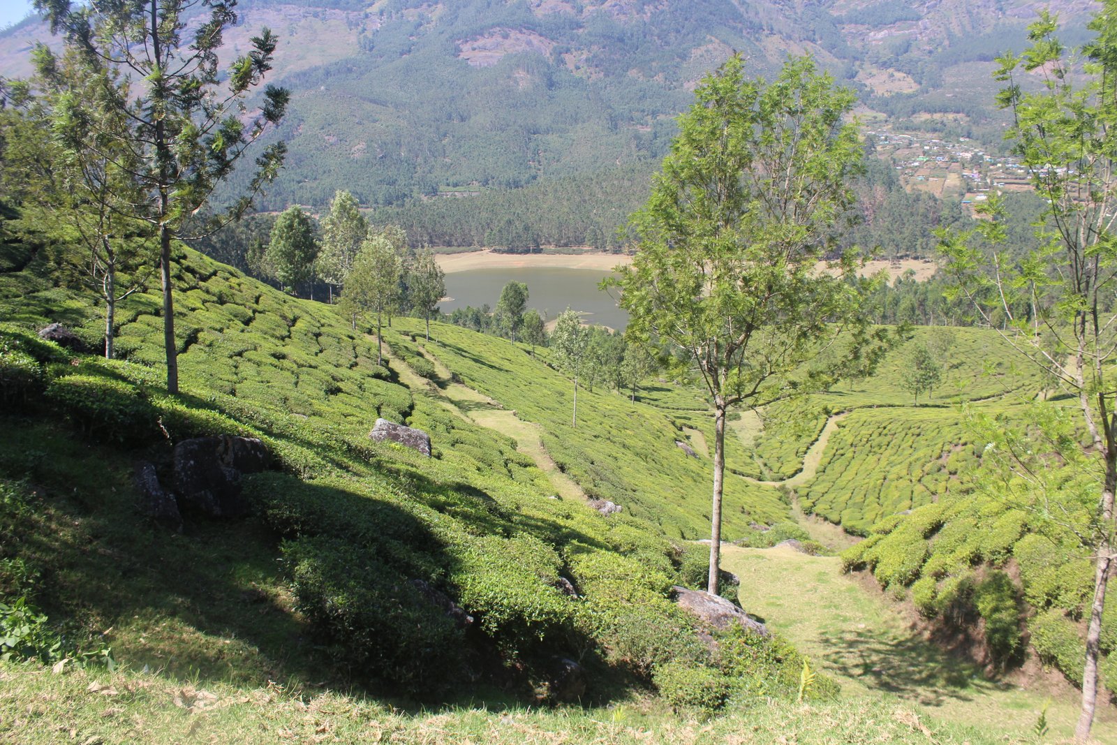 Munnar tea plantations Kerala