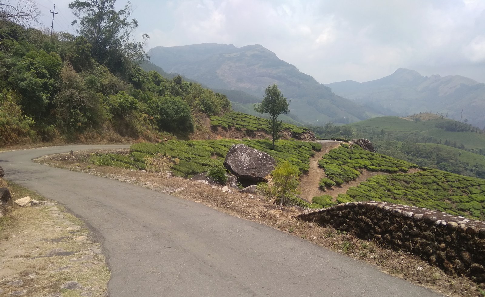 Tea plantation road Munnar Kerala